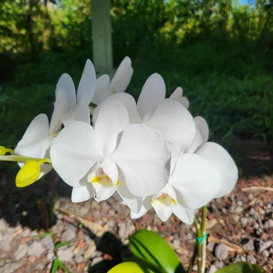 Hoomaikai Blessings Bed & Breakfast Keaau